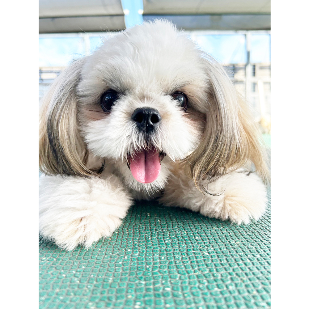 生徒が撮影したモデル犬③